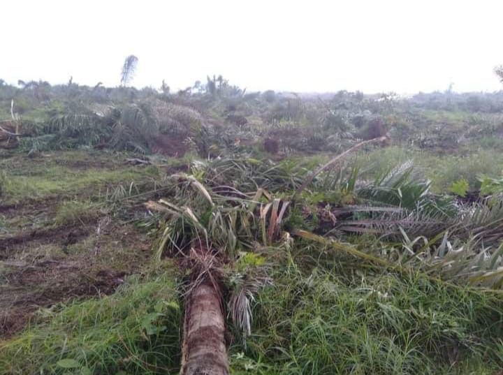 Sawit Digusur Corporasi Tumbuh Subur